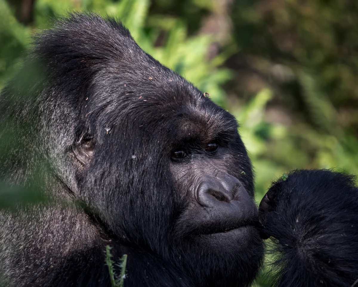 Rwanda and Uganda Safari